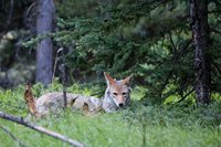 Coyote